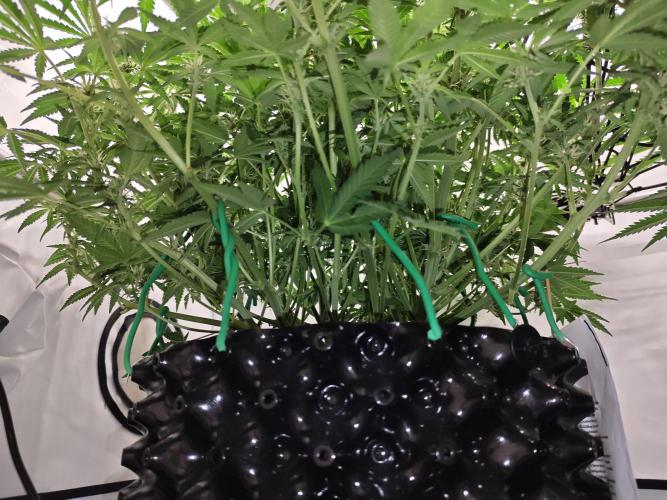Cherry Cola Auto AC Infinity AI+. Week 7 - Den 53 levá