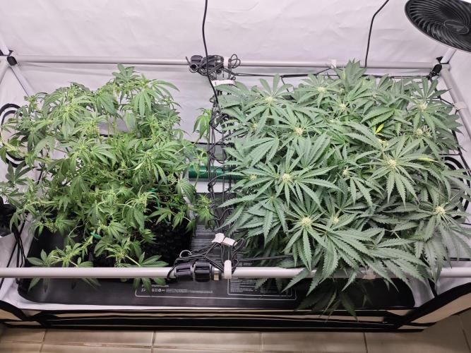 Cherry Cola Auto AC Infinity AI+. Week 7 - Den 48