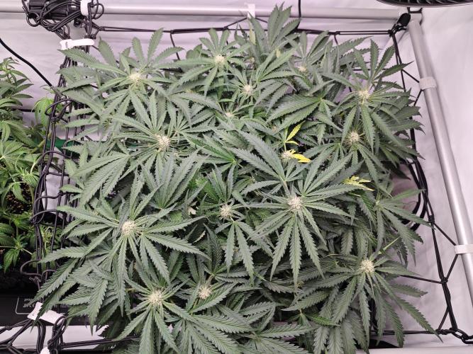 Cherry Cola Auto AC Infinity AI+. Week 7 - Den 48 pravá