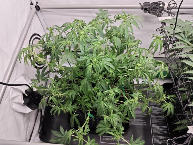 Cherry Cola Auto AC Infinity AI+. Week 7 - Den 48 levá po defoliaci