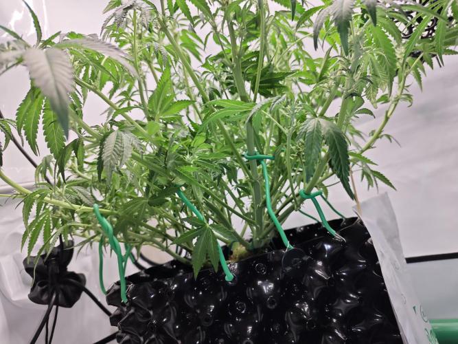 Cherry Cola Auto AC Infinity AI+. Week 7 - Den 48 levá po defoliaci
