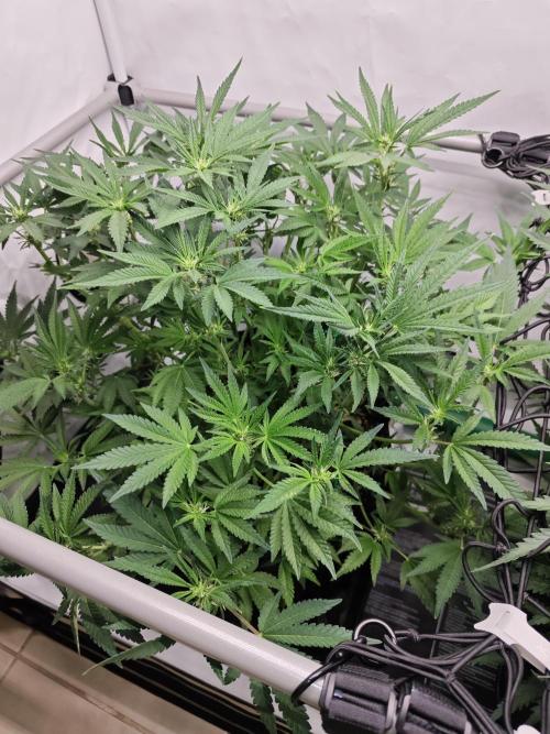Cherry Cola Auto AC Infinity AI+. Week 7 - Den 49 levá 28 hodin po defoliaci