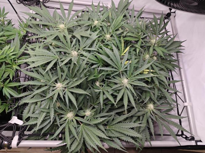 Cherry Cola Auto AC Infinity AI+. Week 7 - Den 49 pravá 