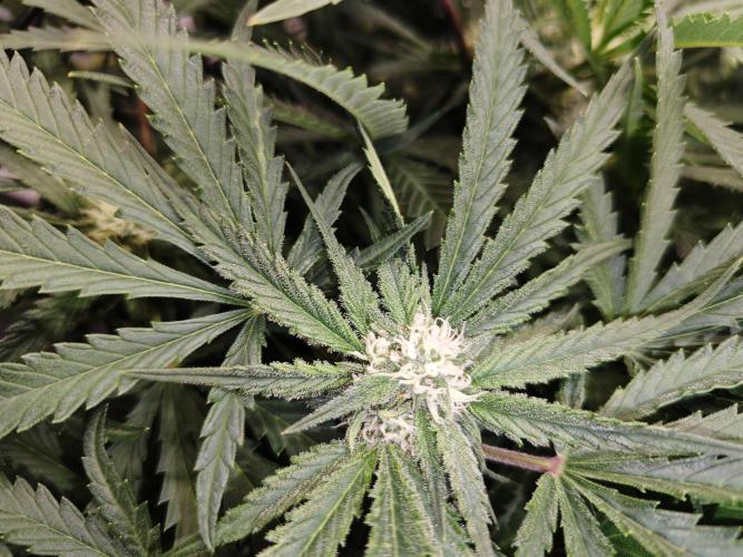 Cherry Cola Auto AC Infinity AI+. Week 7 - Den 51 pravá květ