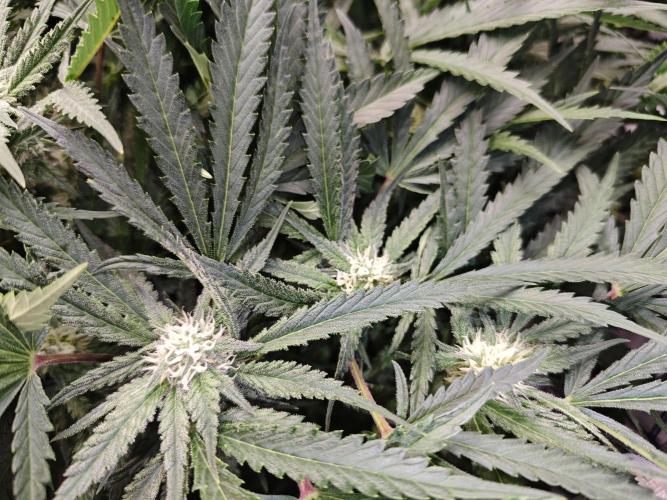 Cherry Cola Auto AC Infinity AI+. Week 7 - Den 51 pravá květ