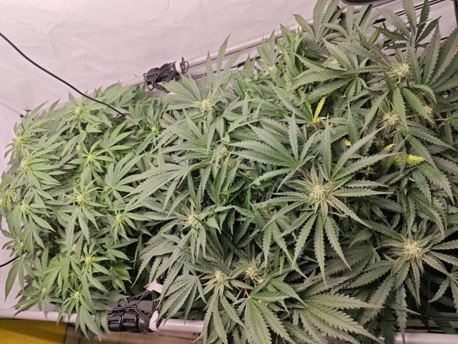 Cherry Cola Auto AC Infinity AI+. Week 7 - Den 53 před defoliací pravé