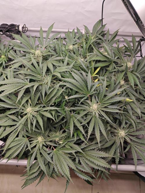 Cherry Cola Auto AC Infinity AI+. Week 7 - Den 53 pravá před defoliací