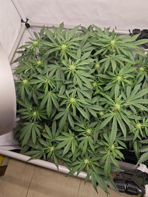 Cherry Cola Auto AC Infinity AI+. Week 7 - Den 53 levá
