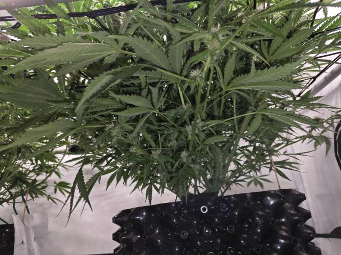 Cherry Cola Auto AC Infinity AI+. Week 7 - Den 53 pravá před defoliací