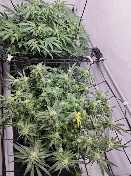Cherry Cola Auto AC Infinity AI+. Week 7 - Den 53 po defoliaci