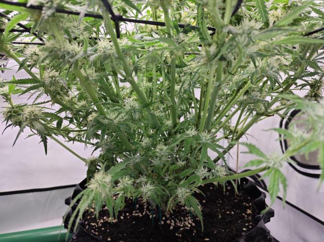 Cherry Cola Auto AC Infinity AI+. Week 7 - Den 53 pravá po defoliaci