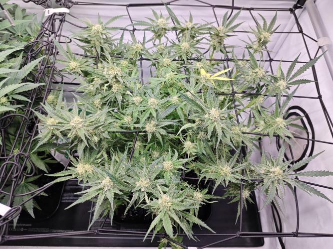 Cherry Cola Auto AC Infinity AI+. Week 7 - Den 53 pravá 3 hodiny po defoliaci
