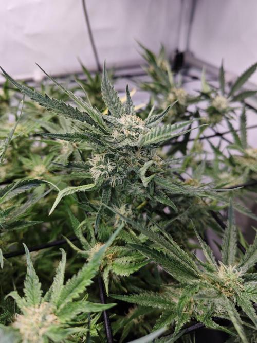 Cherry Cola Auto AC Infinity AI+. Week 7 - Den 54 pravá květ