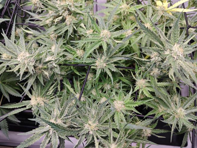 Cherry Cola Auto AC Infinity AI+. Week 7 - Den 54 pravá květ