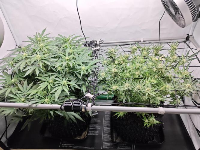 Cherry Cola Auto AC Infinity AI+. Week 7 - Den 54