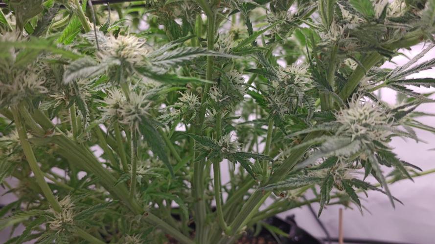 Cherry Cola Auto AC Infinity AI+