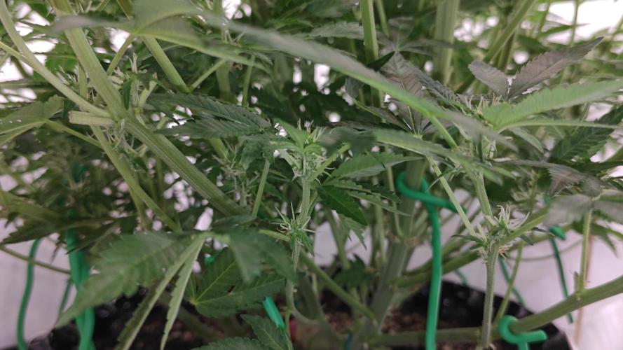 Cherry Cola Auto AC Infinity AI+