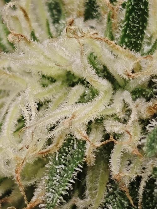 Cherry Cola Auto AC Infinity AI+. Week 7 - Den 54 pravá květ
