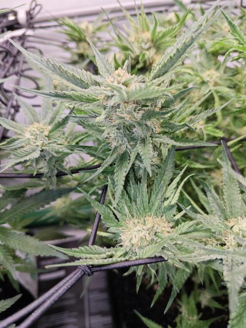 Cherry Cola Auto AC Infinity AI+. Week 7 - Den 54 pravá květ