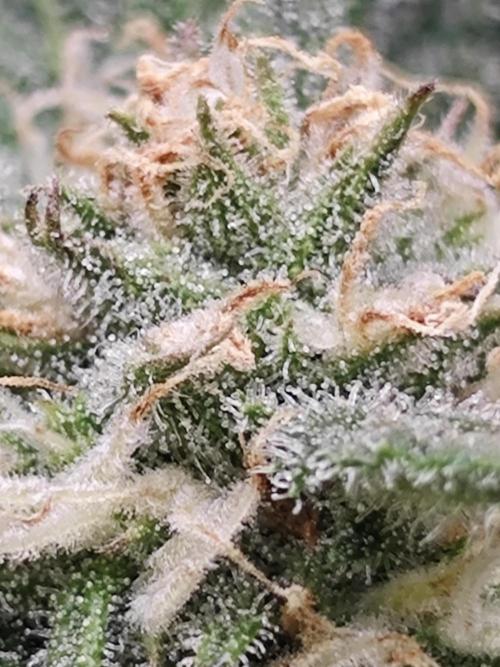 Cherry Cola Auto AC Infinity AI+. Week 7 - Den 54 pravá květ