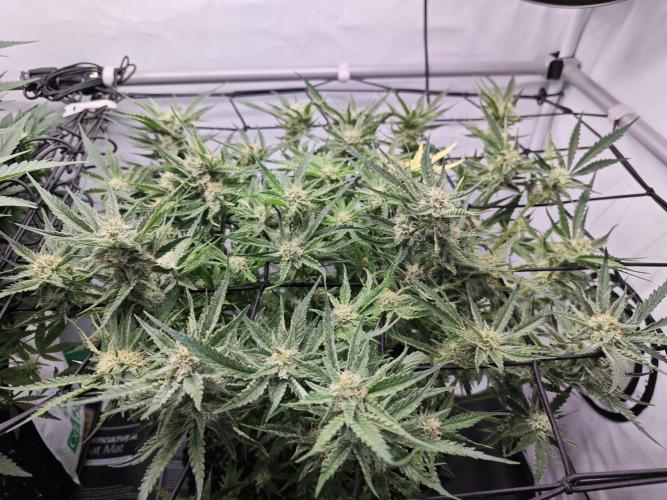 Cherry Cola Auto AC Infinity AI+. Week 8 - Den 55 pravá