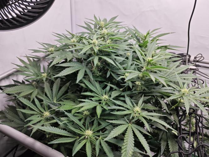 Cherry Cola Auto AC Infinity AI+. Week 8 - Den 55 levá