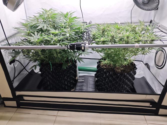 Cherry Cola Auto AC Infinity AI+. Week 8 - Den 55