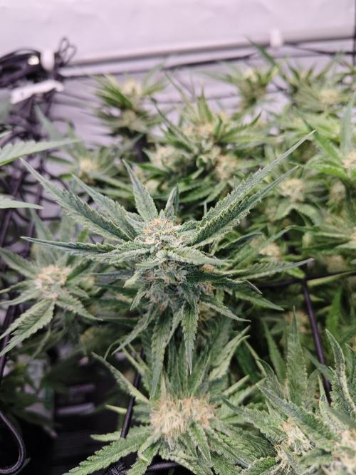 Cherry Cola Auto AC Infinity AI+. Week 8 - Den 55 pravá květ