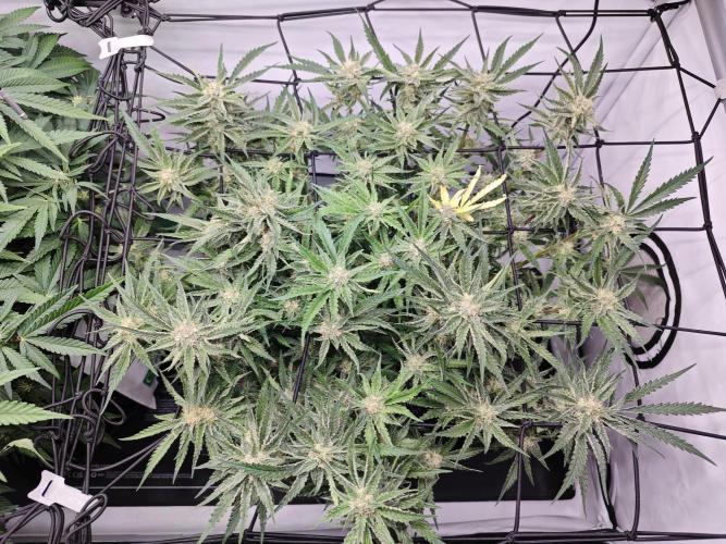 Cherry Cola Auto AC Infinity AI+. Week 8 - Den 57 pravá