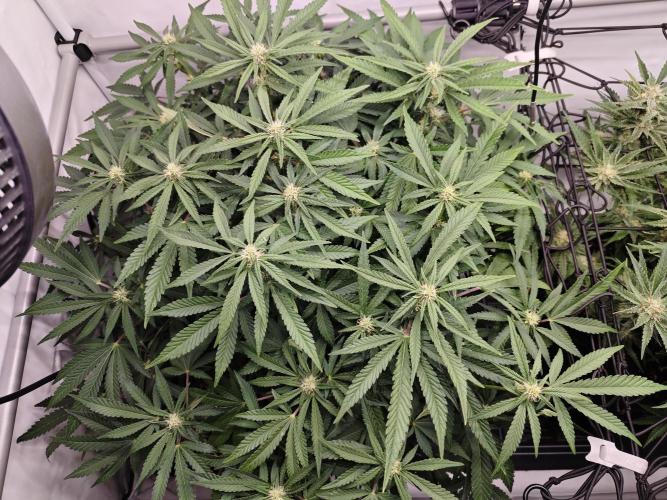 Cherry Cola Auto AC Infinity AI+. Week 8 - Den 57 levá