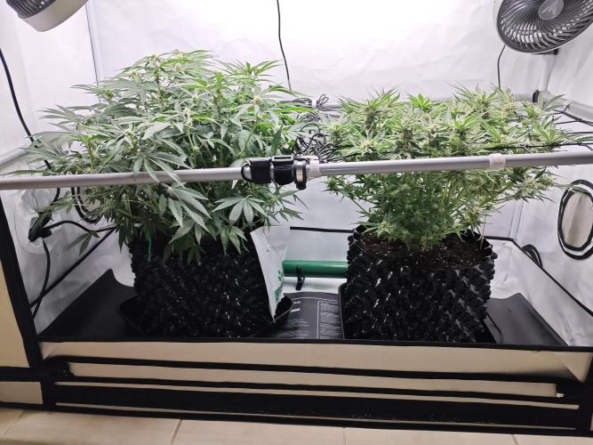 Cherry Cola Auto AC Infinity AI+. Week 8 - Den 57