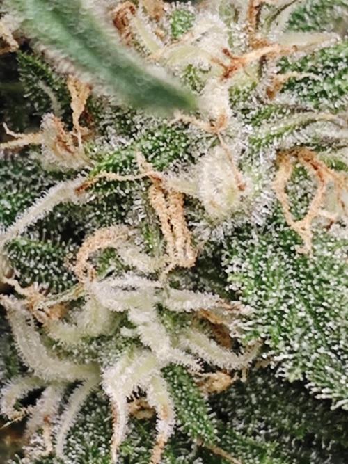 Cherry Cola Auto AC Infinity AI+. Week 8 - Den 57 pravá trichomy zatím to tam houstne