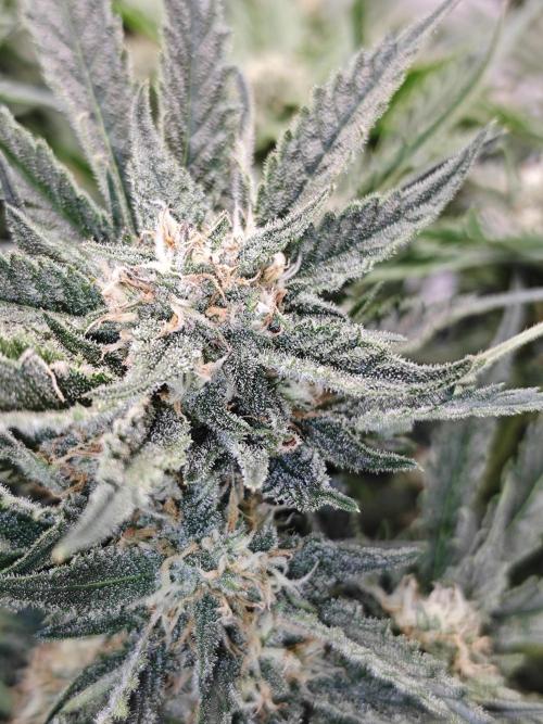 Cherry Cola Auto AC Infinity AI+. Week 8 - Den 57 pravá z blízka s bleskem jsou vidět i trichomy