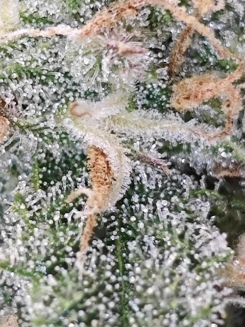 Cherry Cola Auto AC Infinity AI+. Week 8 - Den 57 pravá trichomy s bleskem