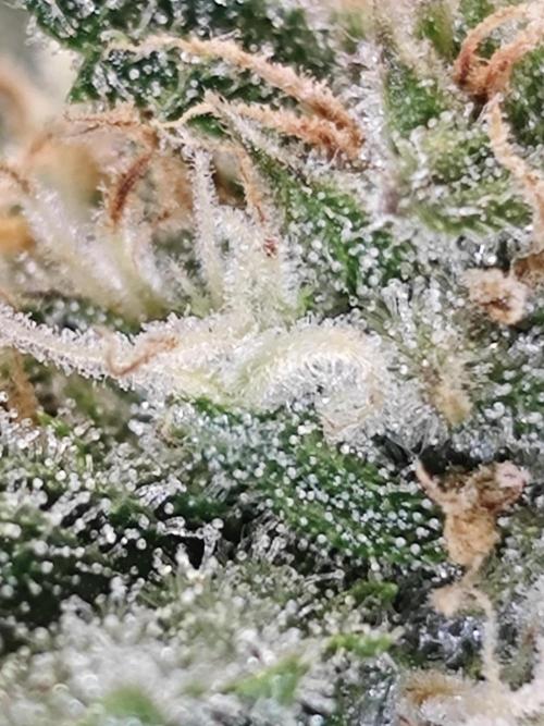 Cherry Cola Auto AC Infinity AI+. Week 8 - Den 57 pravá trichomy s bleskem