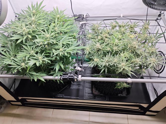 Cherry Cola Auto AC Infinity AI+. Week 8 - Den 58