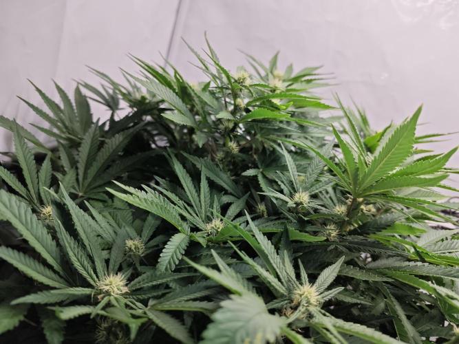 Cherry Cola Auto AC Infinity AI+. Week 8 - Den 58 levá