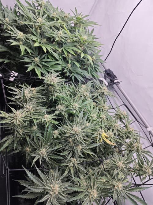 Cherry Cola Auto AC Infinity AI+. Week 8 - Den 61