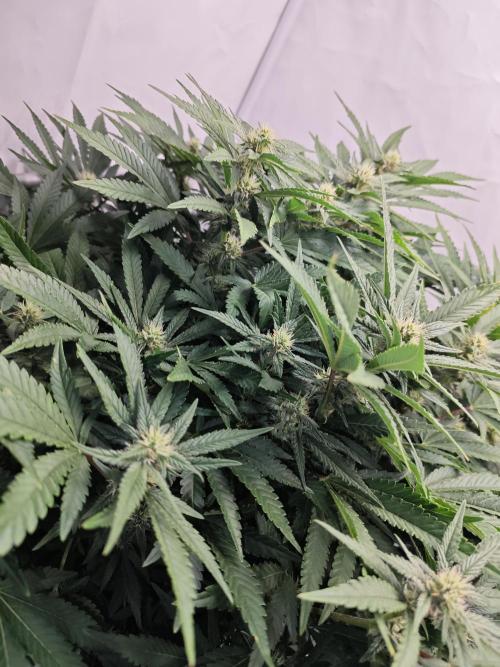 Cherry Cola Auto AC Infinity AI+. Week 8 - Den 61 levá 