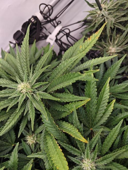 Cherry Cola Auto AC Infinity AI+. Week 8 - Den 61 levá nějaké žloutnutí ale zatím se to nerozšiřuje 