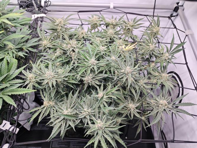 Cherry Cola Auto AC Infinity AI+. Week 8 - Den 61 pravá 