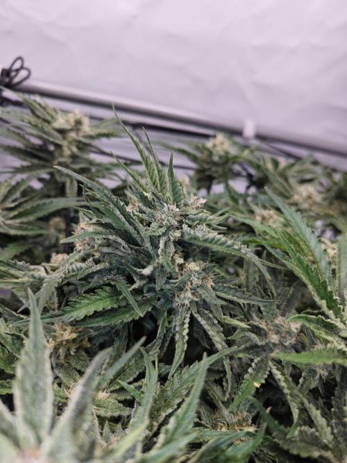 Cherry Cola Auto AC Infinity AI+. Week 8 - Den 61 pravá květ