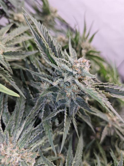 Cherry Cola Auto AC Infinity AI+. Week 8 - Den 61 pravá květ
