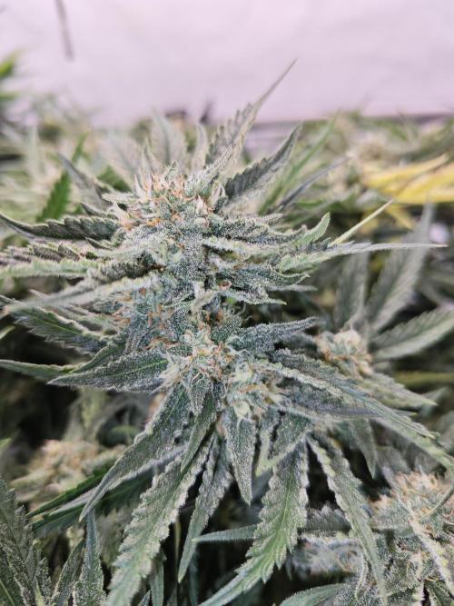 Cherry Cola Auto AC Infinity AI+. Week 8 - Den 61 pravá květ