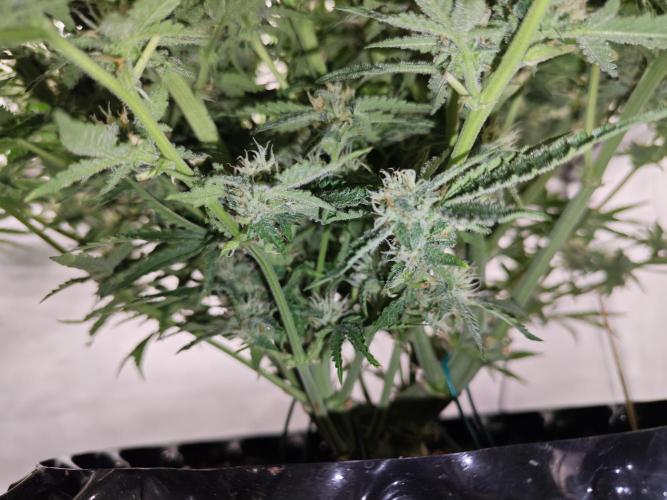 Cherry Cola Auto AC Infinity AI+. Week 8 - Den 61 pravá spodní květy už taky cukrujou 