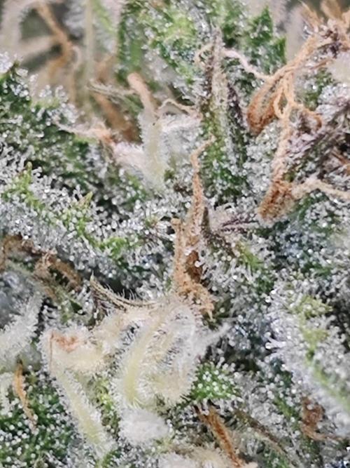 Cherry Cola Auto AC Infinity AI+. Week 8 - Den 61 pravá trichomy s bleskem