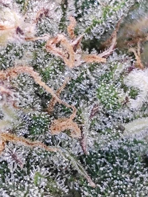 Cherry Cola Auto AC Infinity AI+. Week 8 - Den 61 pravá trichomy s bleskem