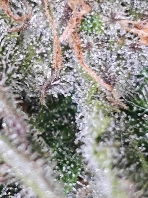 Cherry Cola Auto AC Infinity AI+. Week 8 - Den 61 pravá trichomy s bleskem