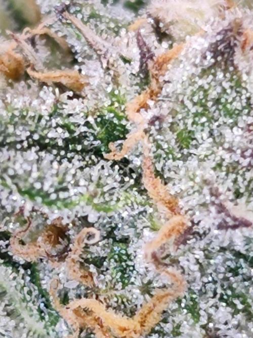 Cherry Cola Auto AC Infinity AI+. Week 9 - Den 63 pravá květ