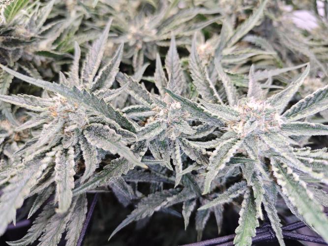 Cherry Cola Auto AC Infinity AI+. Week 9 - Den 63 pravá květ